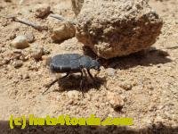 /home//u458753944/public_html/sourcegallery/////////////////////////////////////////Insects and small critters/beetles (Coleoptera)/P4260173.JPG